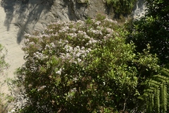 Olearia townsonii