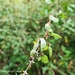 Mimosa sensibilis - Photo (c) Thomaz Ricardo Favreto Sinani, algunos derechos reservados (CC BY-NC), subido por Thomaz Ricardo Favreto Sinani
