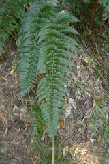 Polystichum wawranum
