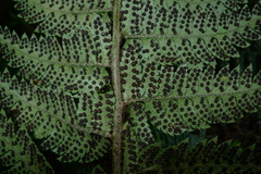 Polystichum wawranum