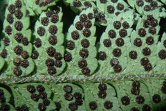 Polystichum wawranum