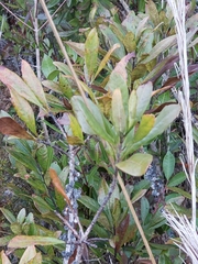 Morella caroliniensis