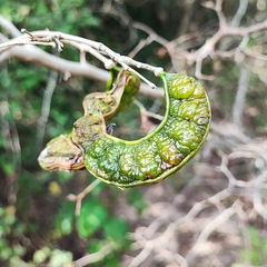 Pithecellobium foliolosum (Chloroleucon foliolosum)