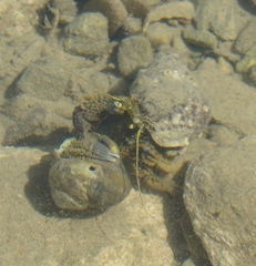 Pagurus novizealandiae