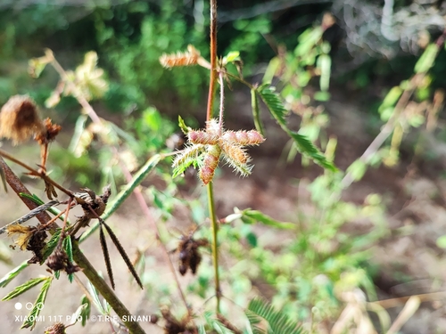 Mimosa polycarpa (Mimosa polycarpa)