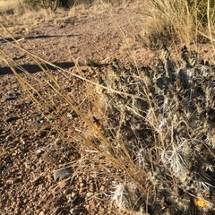Grusonia clavata