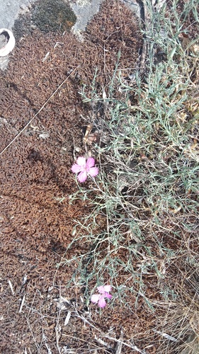 Dianthus hypanicus, photograph 6