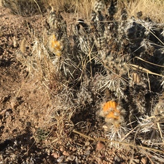 Grusonia clavata