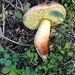 Rheubarbariboletus persicolor - Photo (c) Davide Puddu, some rights reserved (CC BY), uploaded by Davide Puddu