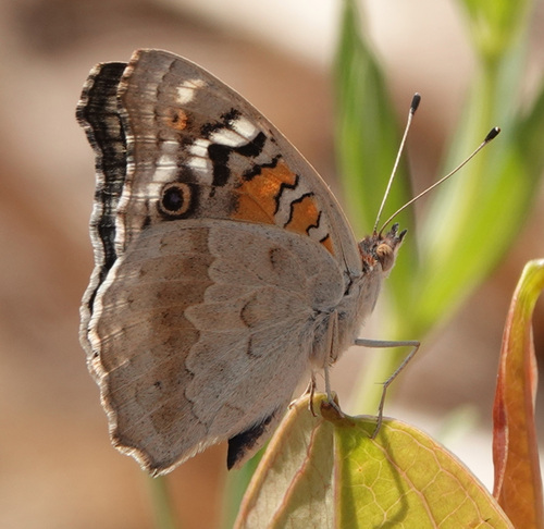 Blue Pansy