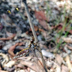 Suhpalacsa subtrahens