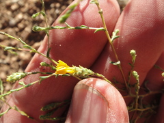 Lessingia glandulifera