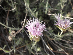 Monardella linoides