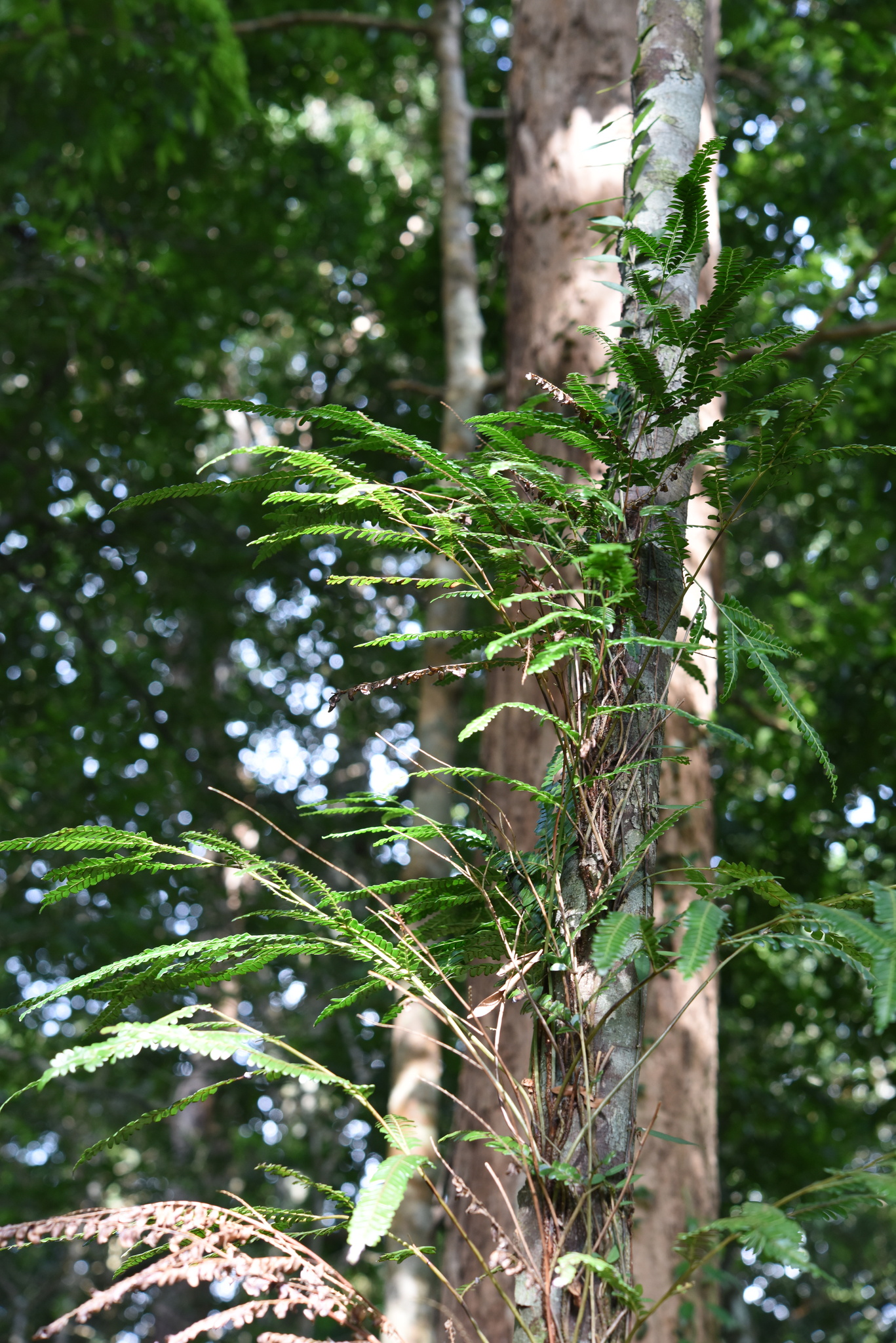 Nesolindsaea caudata