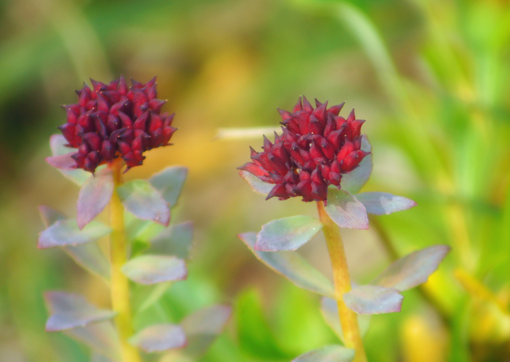 Sedum rhodiola DC.