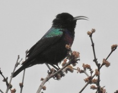 Cinnyris bifasciatus