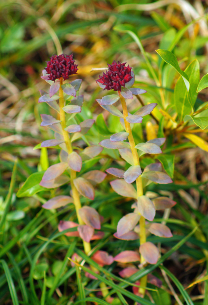 Sedum rhodiola DC. 2