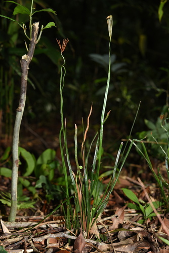 Schizaea digitata iNat (1)