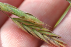 Bromus kalmii