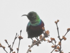 Cinnyris bifasciatus