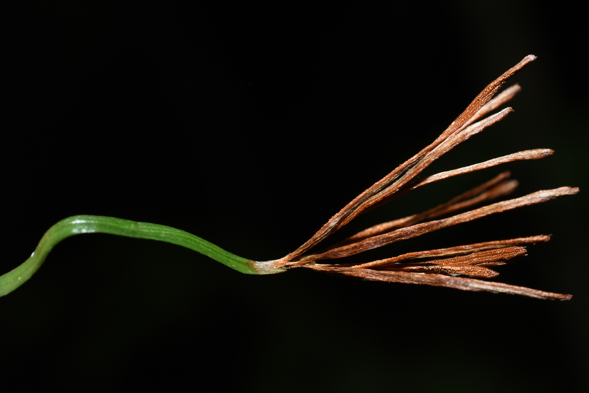 Actinostachys digitata