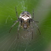 Zilla Orbweaver - Photo (c) Jean-Raphaël Guillaumin, some rights reserved (CC BY-SA)