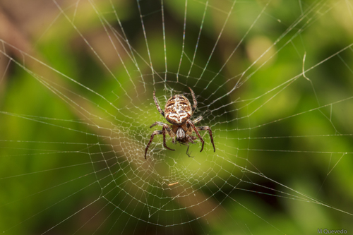 Zilla diodia nuotrauka
