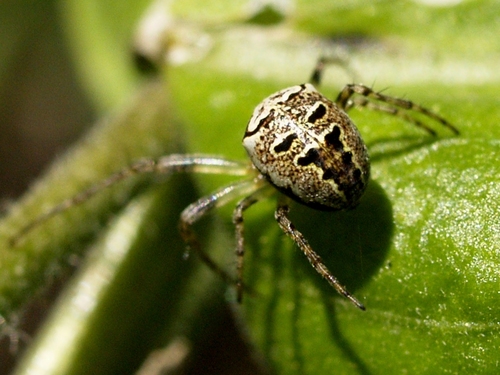 Zilla diodia nuotrauka