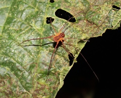 Image of Poecilaemula eutypa