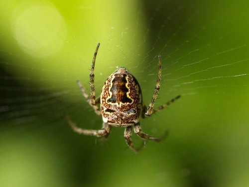 Zilla diodia nuotrauka