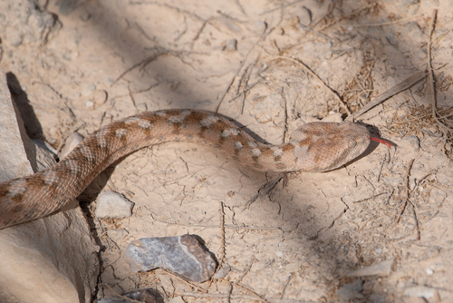 Photo of a Palestine Saw-scaled Viper (Echis coloratus)