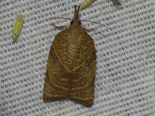 Omnivorous Platynota Moth photo 5