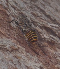 Pauropsalta