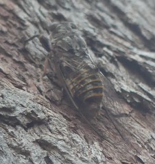 Pauropsalta