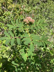 Sorbus occidentalis
