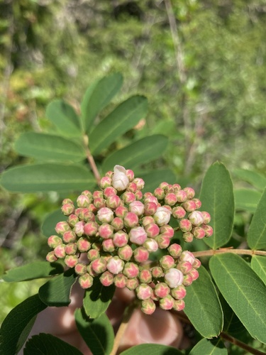 Sorbus occidentalis, photograph 1