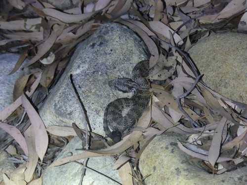 Northern Death Adder