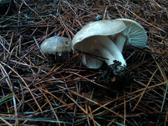 Tephroleuci
