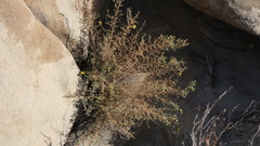 Deinandra minthornii