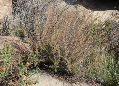 Deinandra minthornii