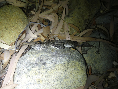 Northern Death Adder