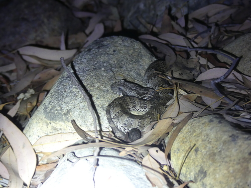 Northern Death Adder