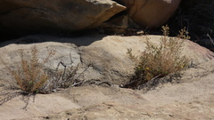 Deinandra minthornii