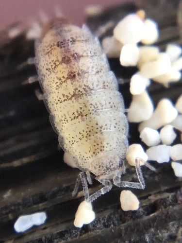 Littorophiloscia tropicalis