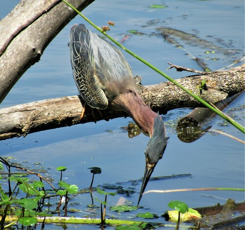 Green Heron photographed in Washington