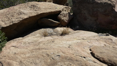 Deinandra minthornii