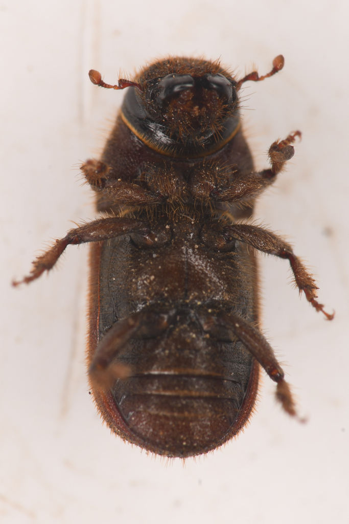 red turpentine beetle
