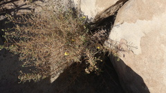 Deinandra minthornii