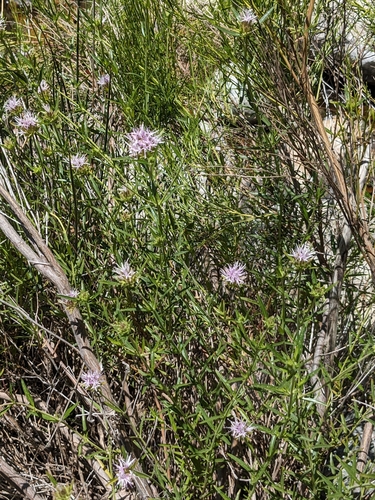Jennifer's monardella (Monardella stoneana)