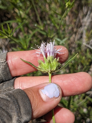 Image of Monardella stoneana by (c) sdash, some rights reserved (CC BY)